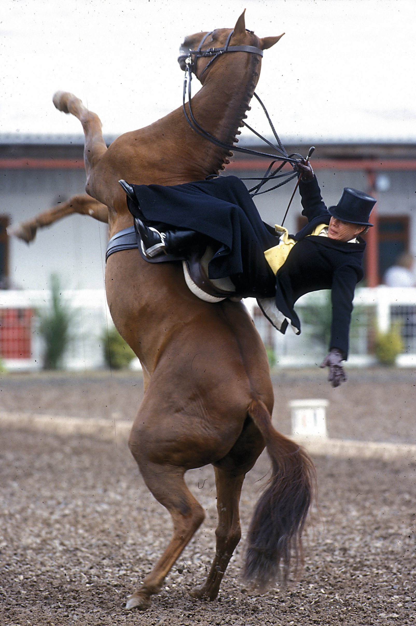 Babette Cole riding as Scrappit rears